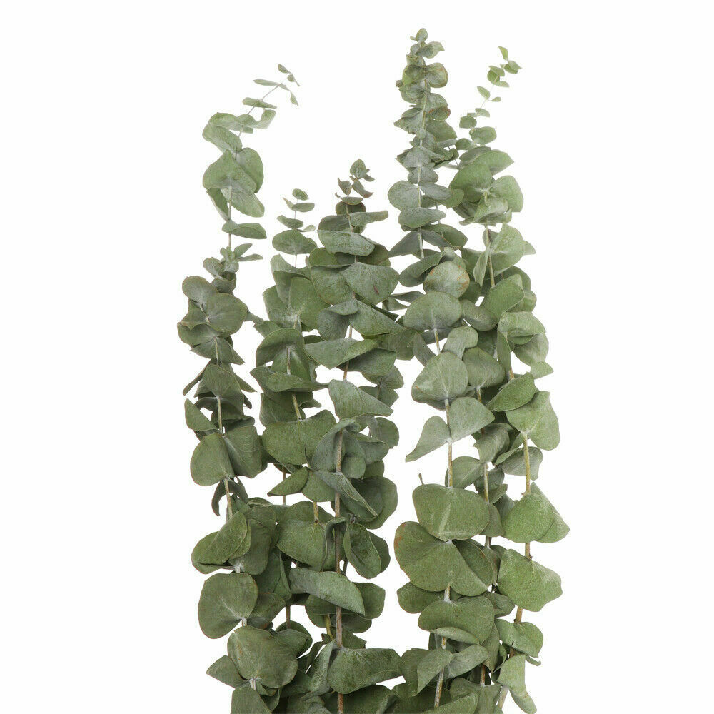 10x Natural Dried Flower Eucalyptus Branches Leaves Bouquets Home Decors hot