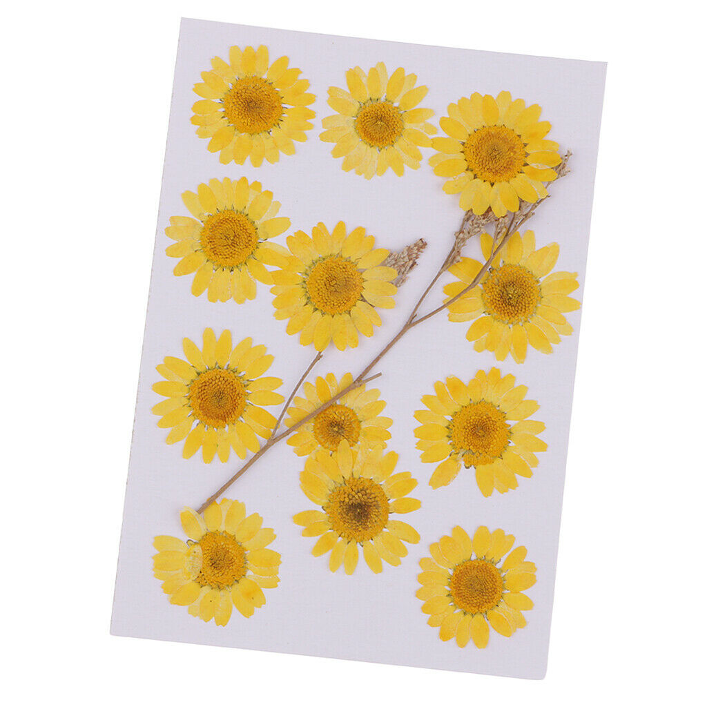 12 Pcs Dried Pressed Flowers for DIY Scrapbooking Art Crafts Chrysanthemum