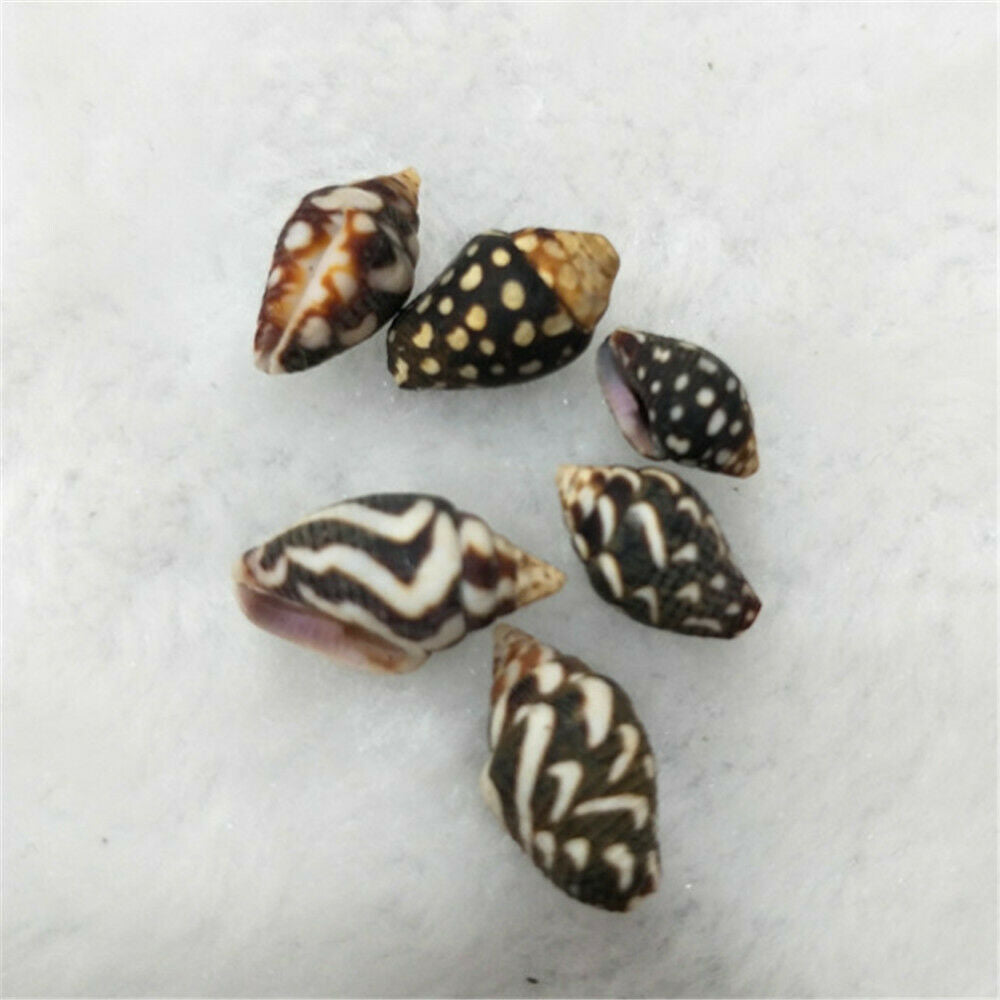 Lot of (x100) Natural Tiny Shells 1-2 cm Furrowed Planaxis Shell Craft Decor