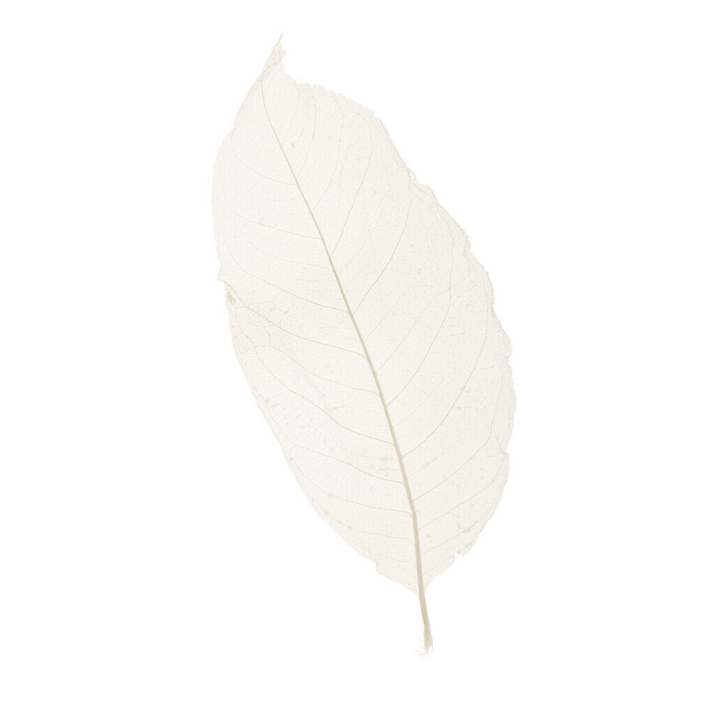 50pcs White Natural Magnolia Skeleton Leaves for DIY Scrapbooking Decoration