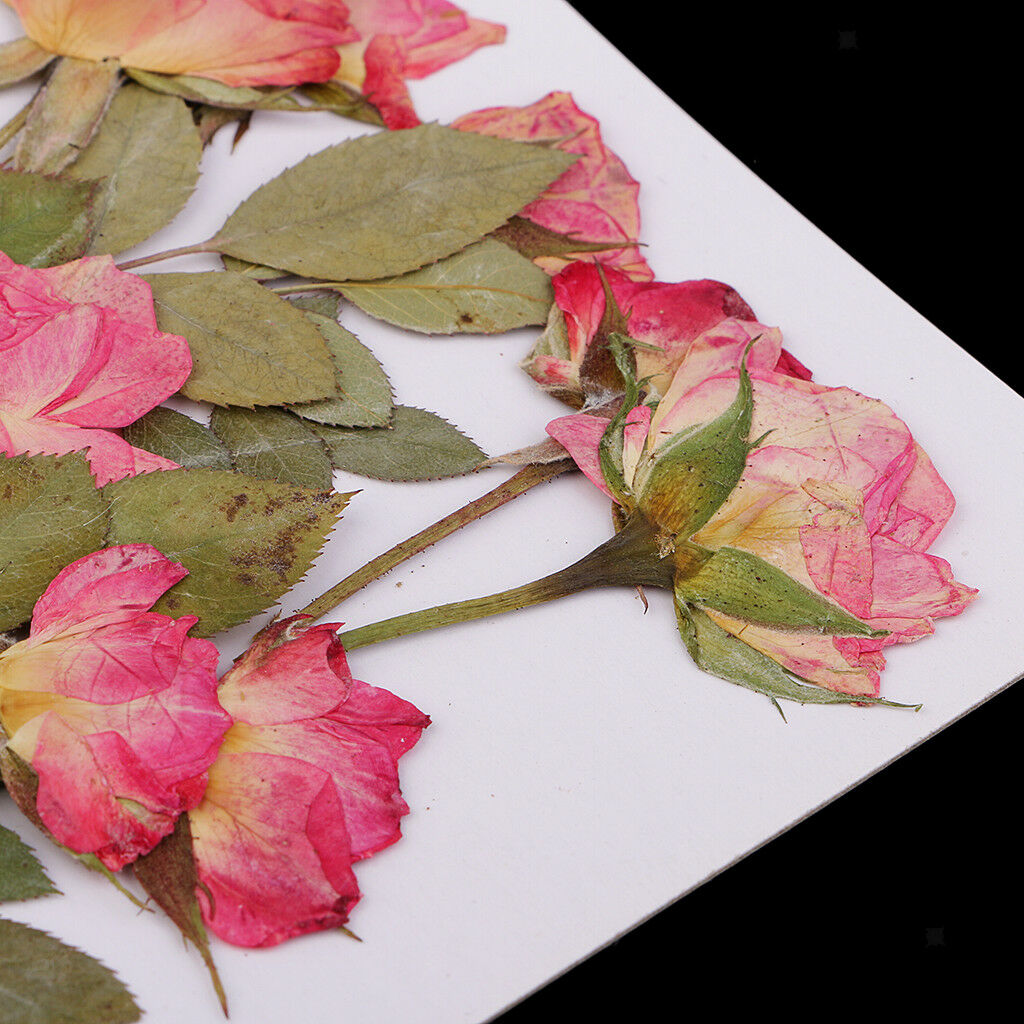 10pcs Real Pressed Flowers Dried Rose w/ Leaves for Scrapbooking Arts Crafts