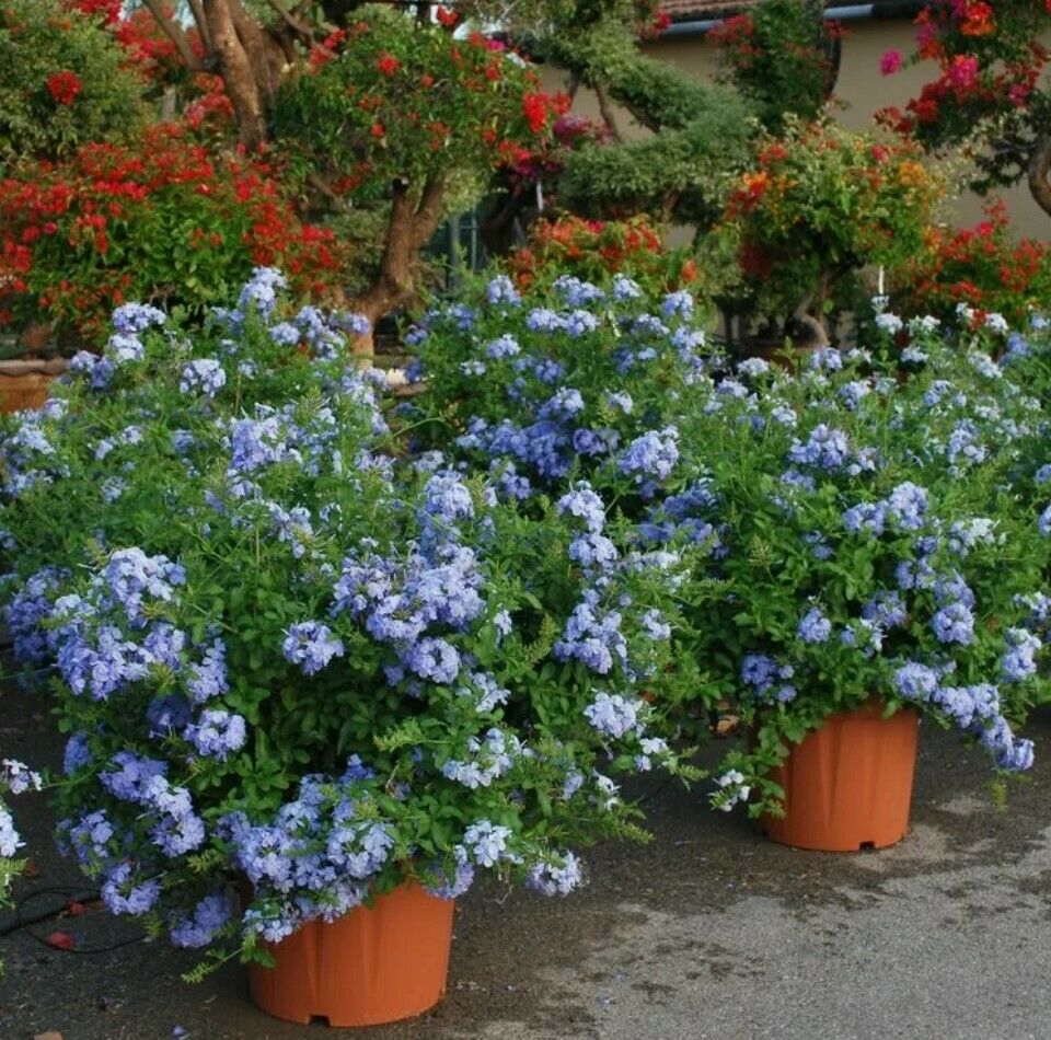 100Pc Plumbago Auriculata Blue Liana Creeps Exotic Perennial Flower Garden Decor