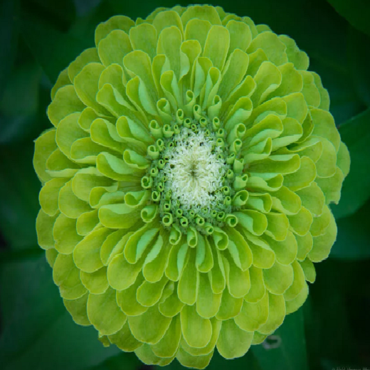 50 PCS Seeds Zinnia Dahlia Giant Lime Queen Elegans Envy Green Amazing Fliowers