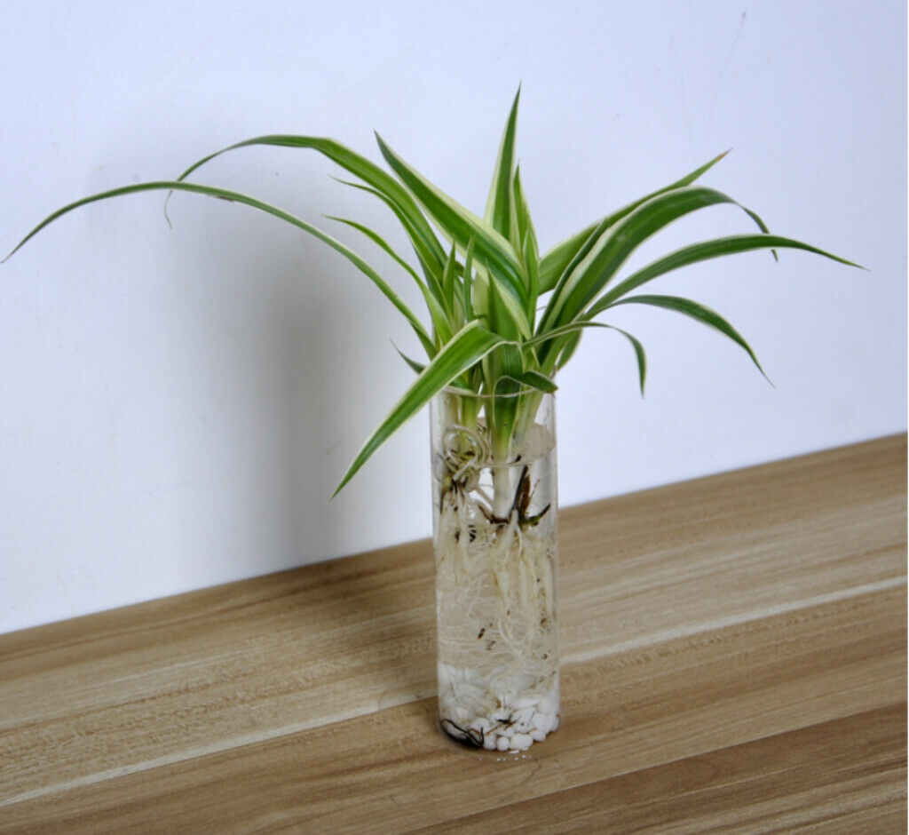 Nordic Transparent Heat Resisting Glass Flowerpot Terrarium f/ Lawn Decor