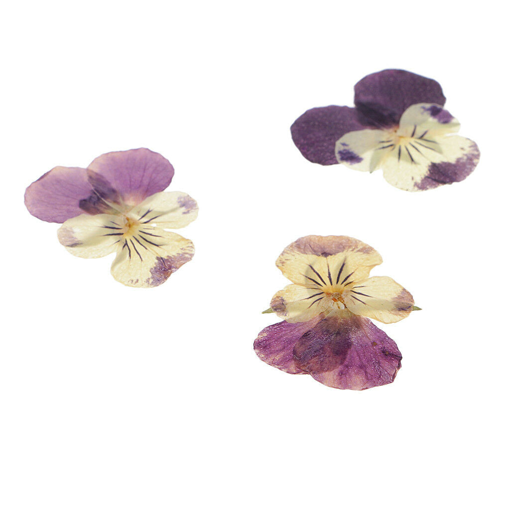 10 Pieces Mixed Size Real Pressed Pansy Flowers for Scrapbooking Arts Crafts
