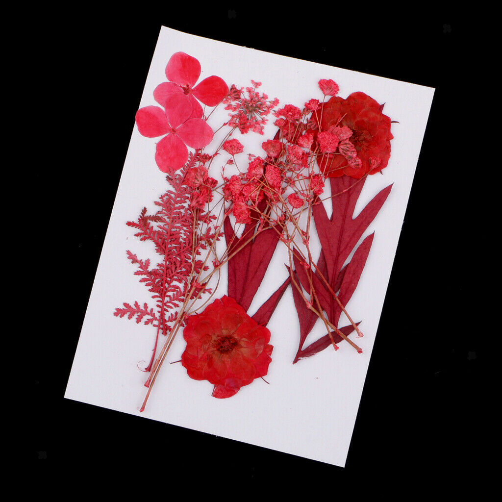 Multiple Mix Natural Pressed Dried Flowers Leaves DIY Arts Crafts 0.5-3cm