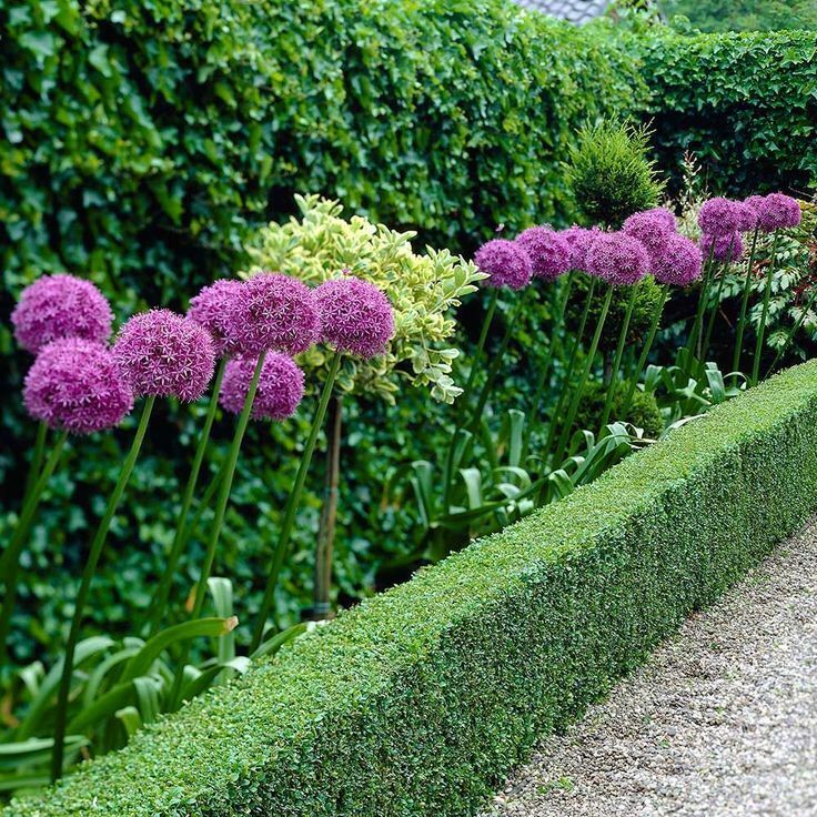 20 Seeds  Allium Giganteum Giant Onion Perennial Plant Home Garden High Quality