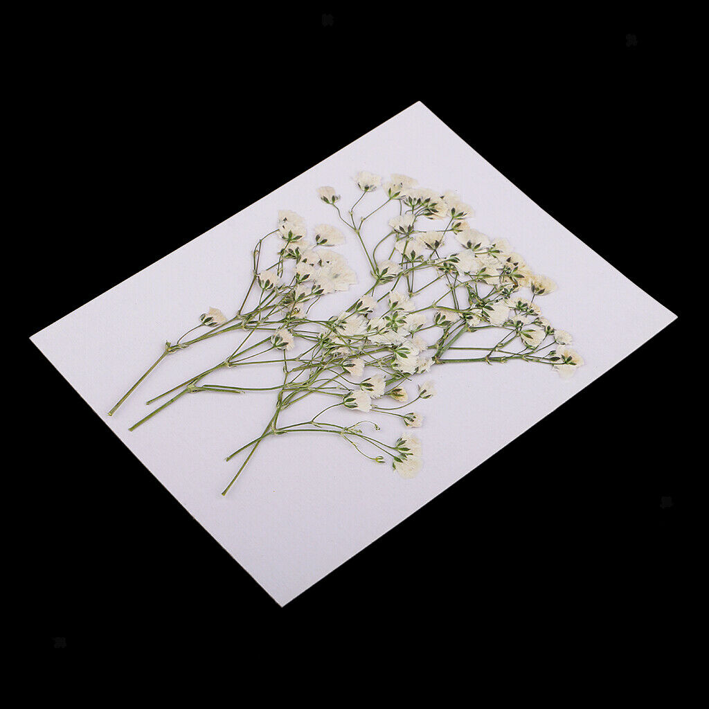 40pcs Natural Pressed Dried Flowers Leaf Babysbreath Flowers with Branches Art
