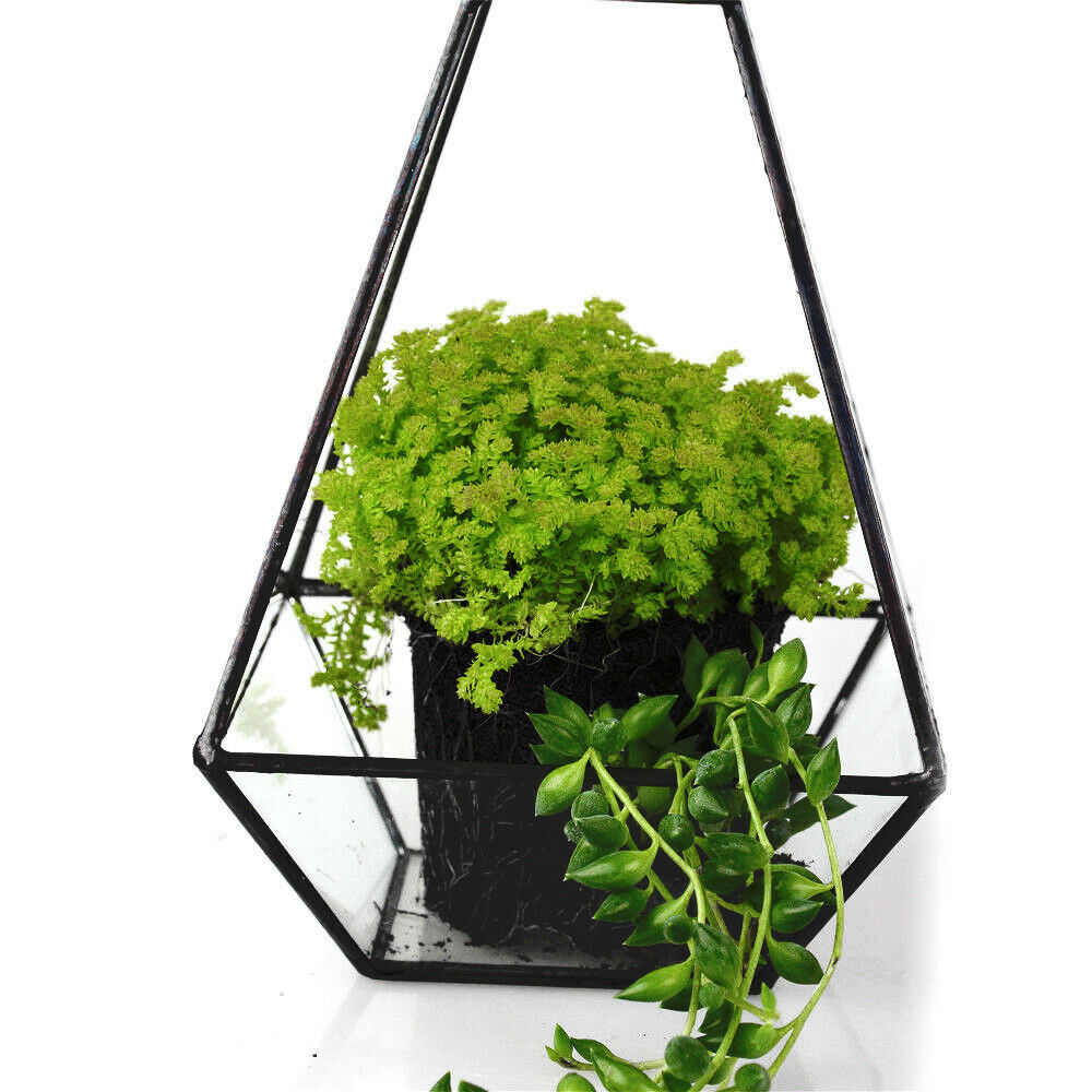 Pyramid Glass Geometric Terrarium Box Tabletop Succulent Planter Black