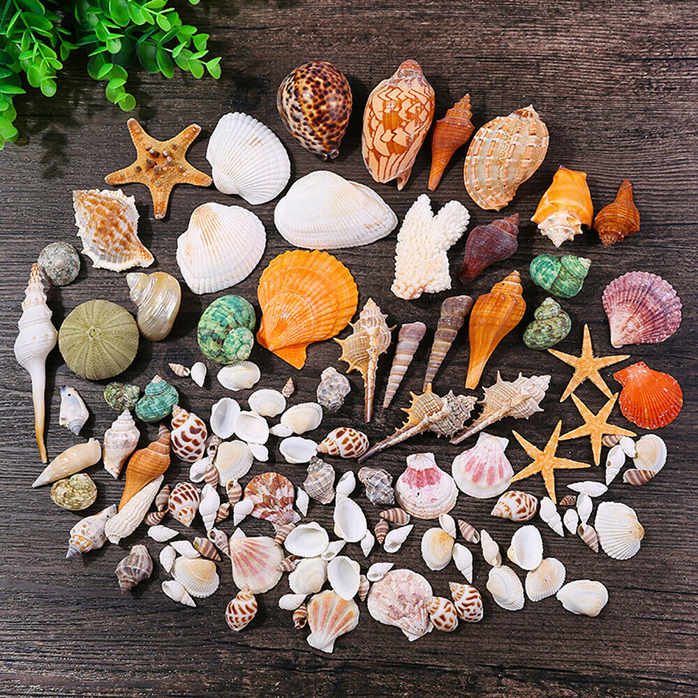Mixed Sea Shells Natural Conch Fish Aquarium Ornament DIY Home Landscape Decor
