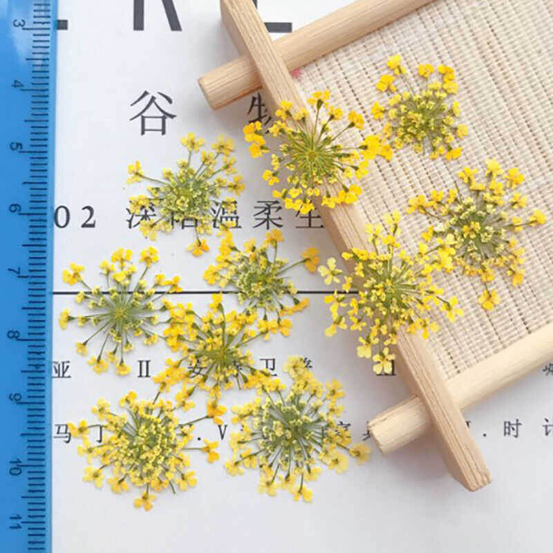 10Pcs Natural Lace Flower Pressed Dried Flowers for Jewelry Making DIY HandmaSJ