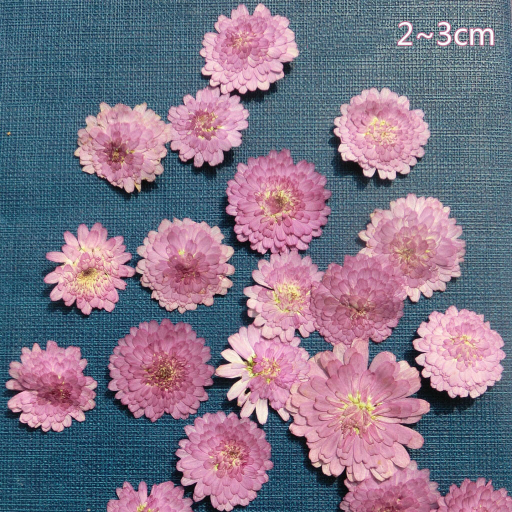 20x Small Pressed Real Dried Flowers Leaves DIY Jewelry Card Album