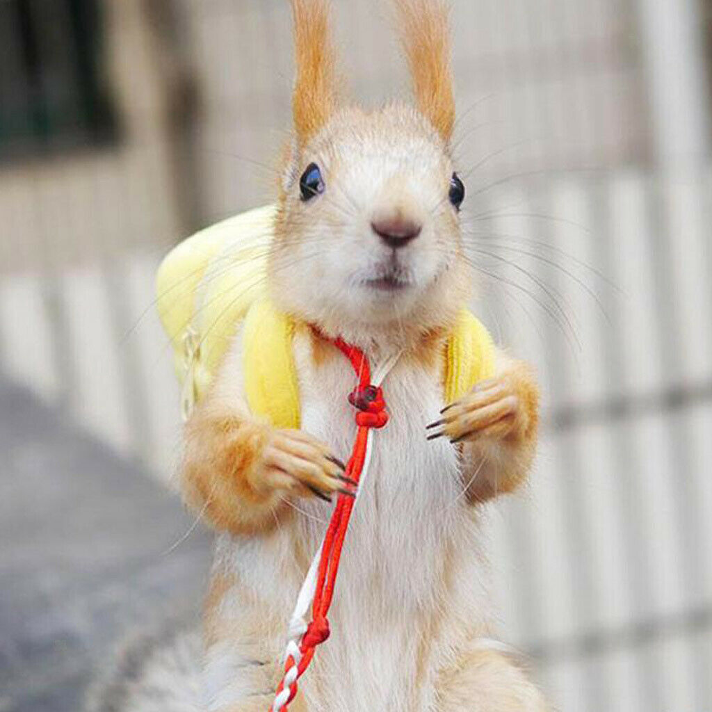 Parrot Hamster Squirrel Backpack Pet Snack Food Bag for Outdoor Travel  1
