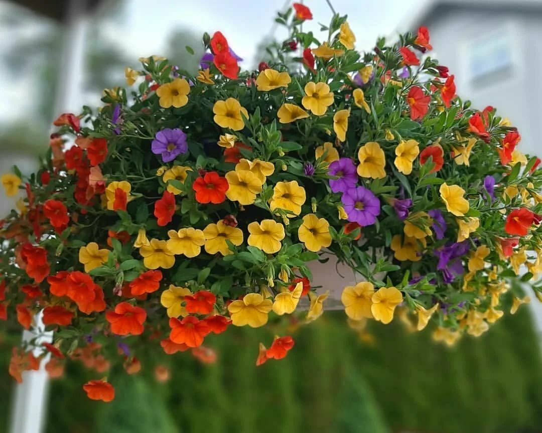 200 PCS Flowers Seeds Petunia Multicolor Annual Plant Home Garden High Quality