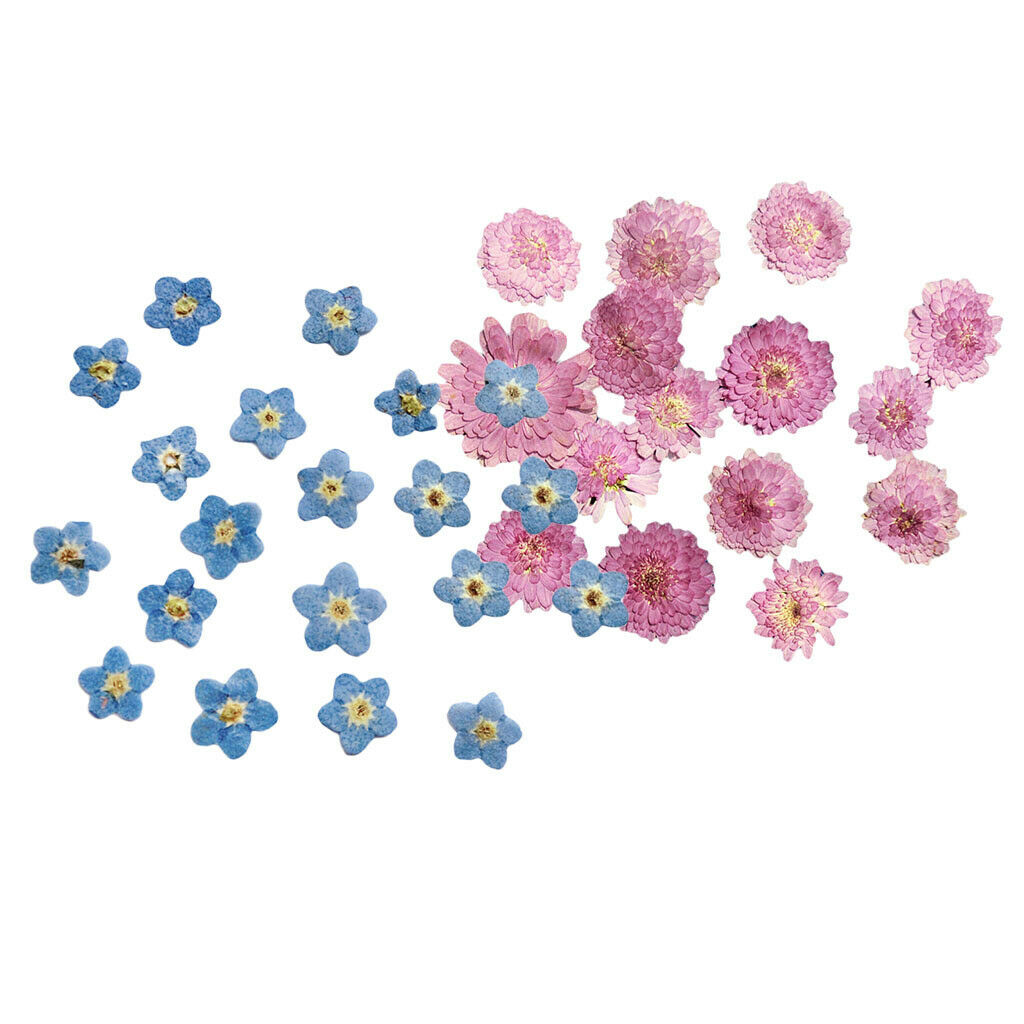 20Pcs Pressed Flowers Petals Real Natural Dried Flower for DIY Floral Decor