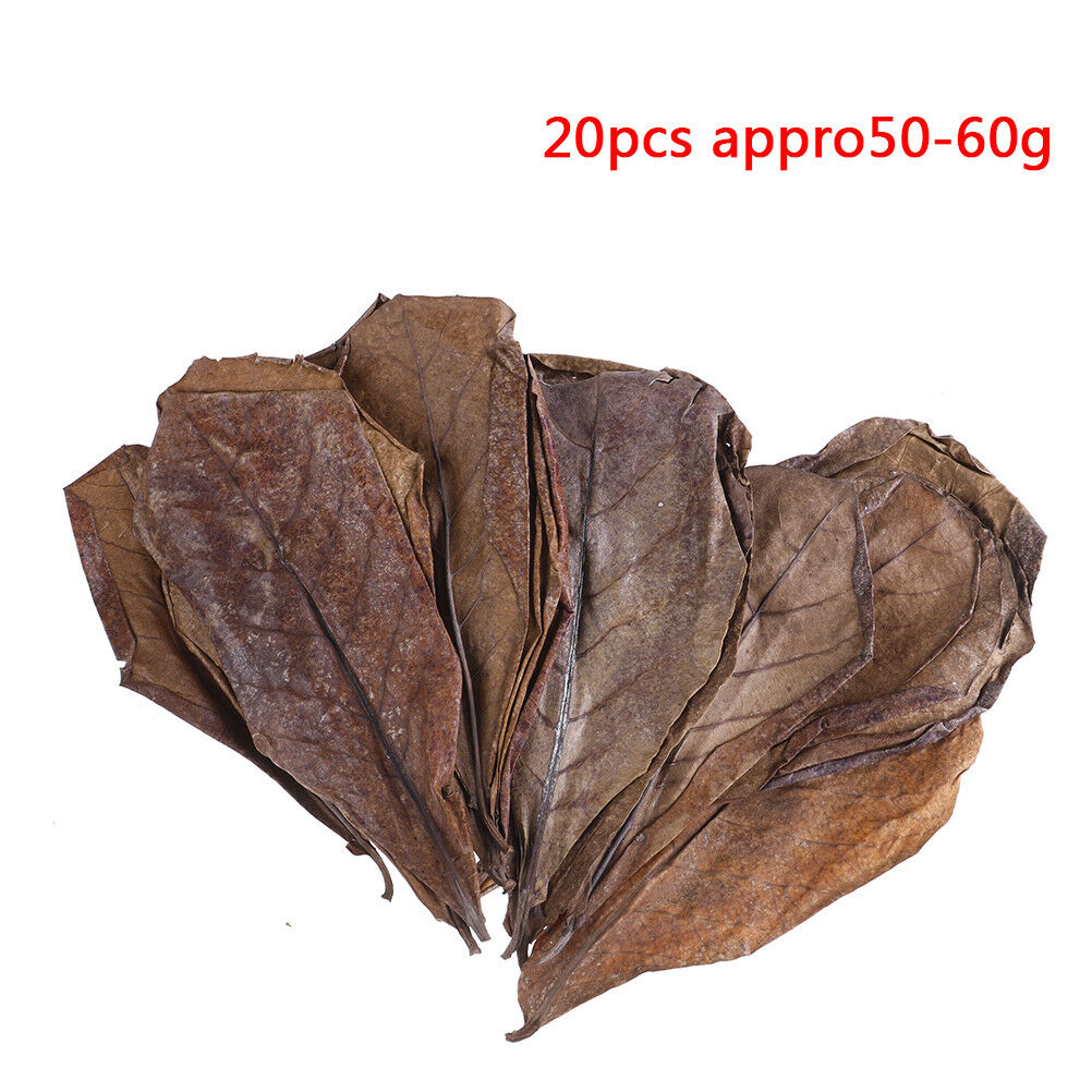 20Pc catappa leaves almond tree aquarium clean tool terminalia leaf about  G DF