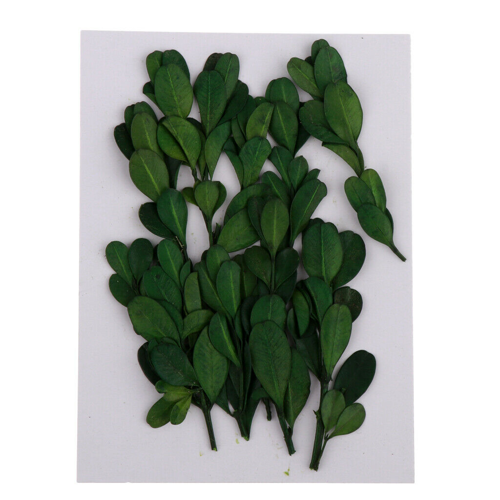 10 Pieces Natural Press Fern Leaves Pressed Real Dried Flower Dry Leaves for DIY