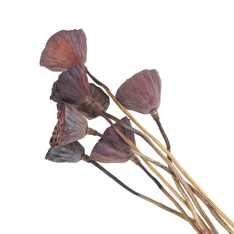 1Pc Lotus Natural Dried Flowers Farmhouse Bouquet Plant Branch Fall Decor.l8