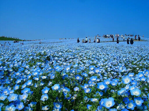 50PCS Blue Himalayan Poppy Meconopsis Grandis Home Garden Beautiful High Quality