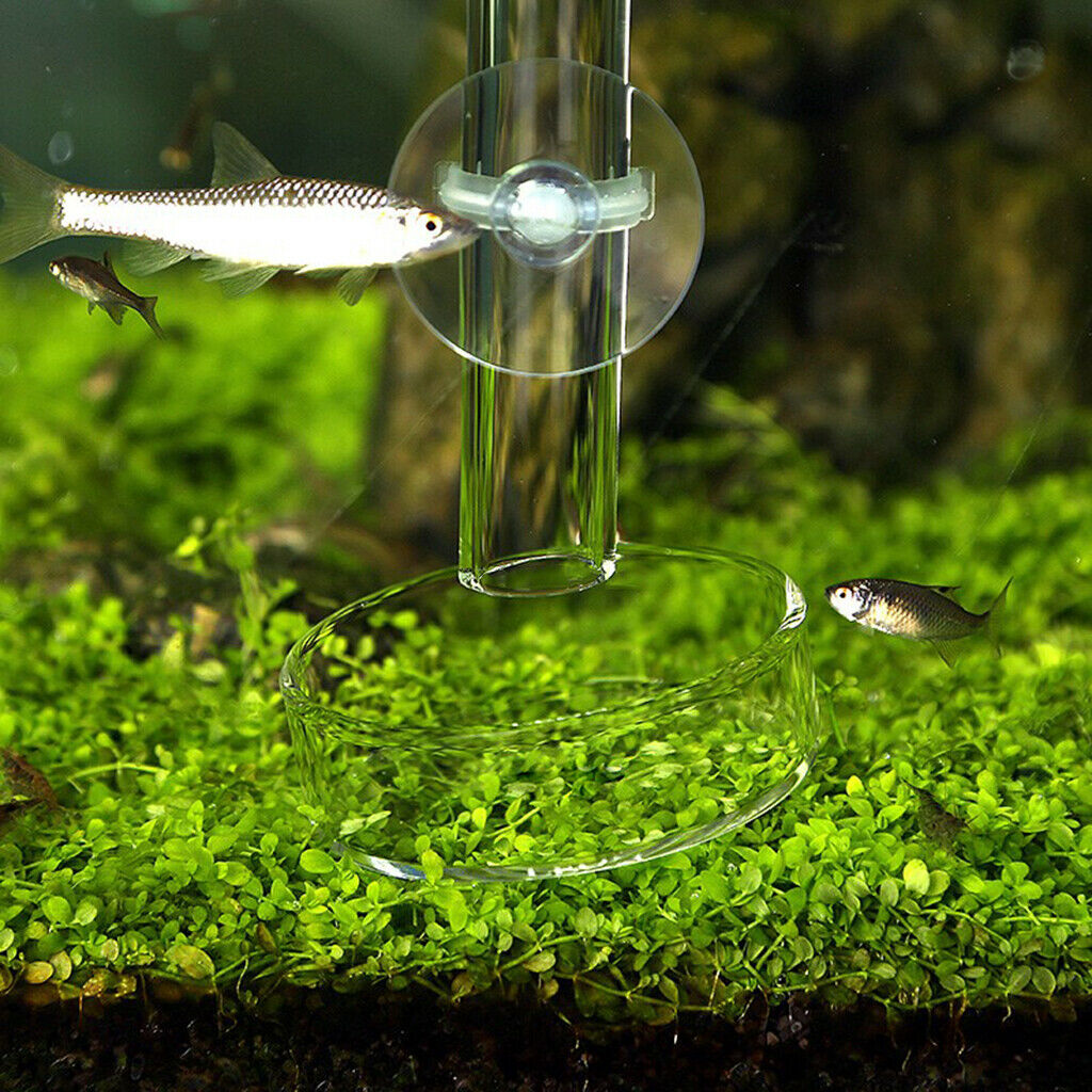 Pieces Transparent Fish Tank Shrimp Feeding Container Useful Pet Tray Round