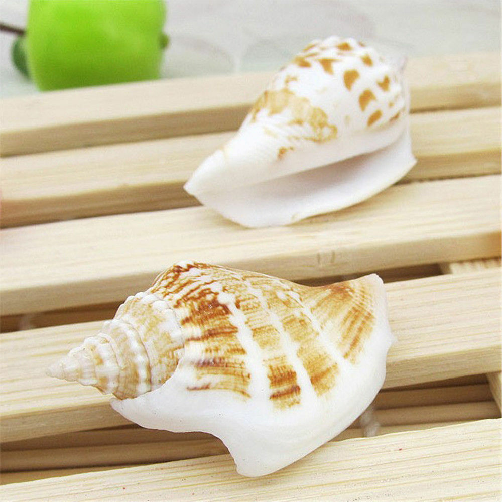 10 pcs Natural Sea Shells Strombus Conch Seashells 3cm -6cm DIY Craft Decor