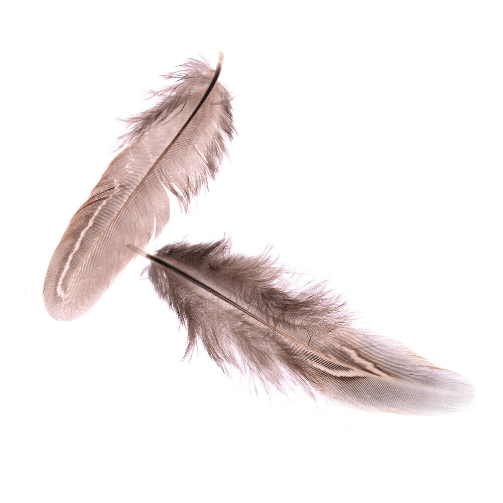 50pcs/set pheasant feathers 5-10cm chicken plumes for carnival diy craft .l8