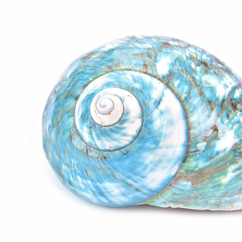 Natural Shell Sea Conch Snail Fish Tank Aquarium Decorations Roll Shellfish