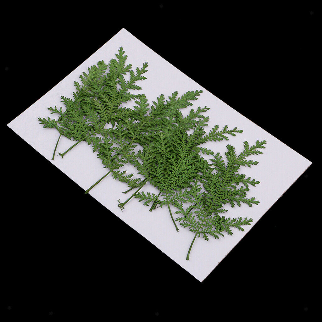 12pcs real dried leaves wormwood embellishment for DIY phone