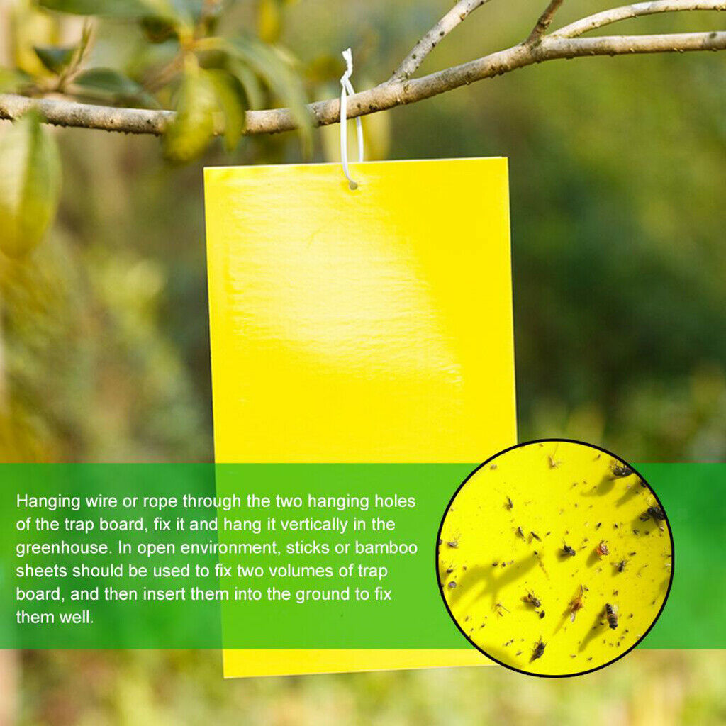 Double-Sided Sticky Traps 6x4 Inch for Whiteflies Aphids Thrips 30pcs