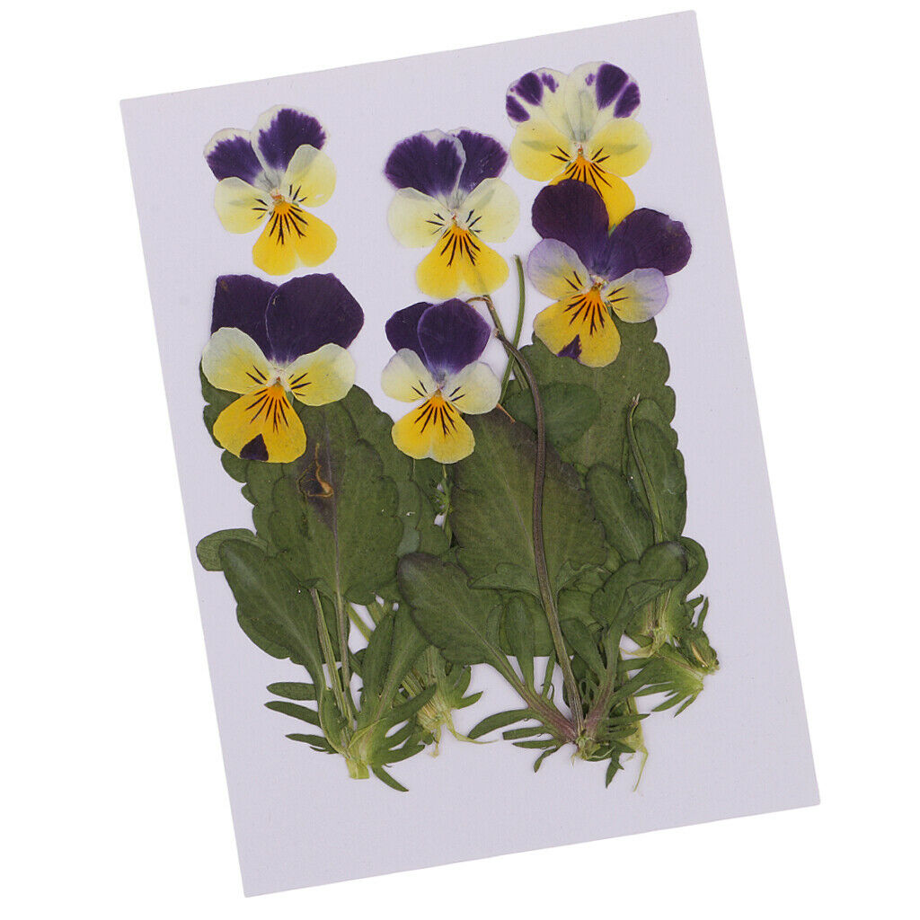 6 Pieces Natural Real Pressed Pansy Flower Dried Flower Floral Embellishments