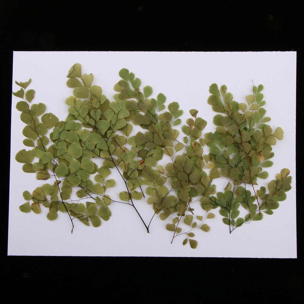 10Pcs Beautiful Dried Pressed Flowers Dried Real Blossom DIY Creative Craft