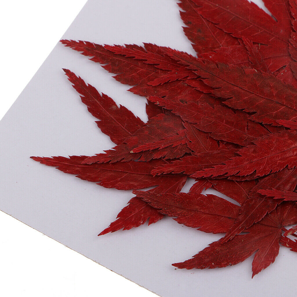 12x   Real   Dried   Flower   Leaves   Red   Maple   Leaf   for   DIY   Craft