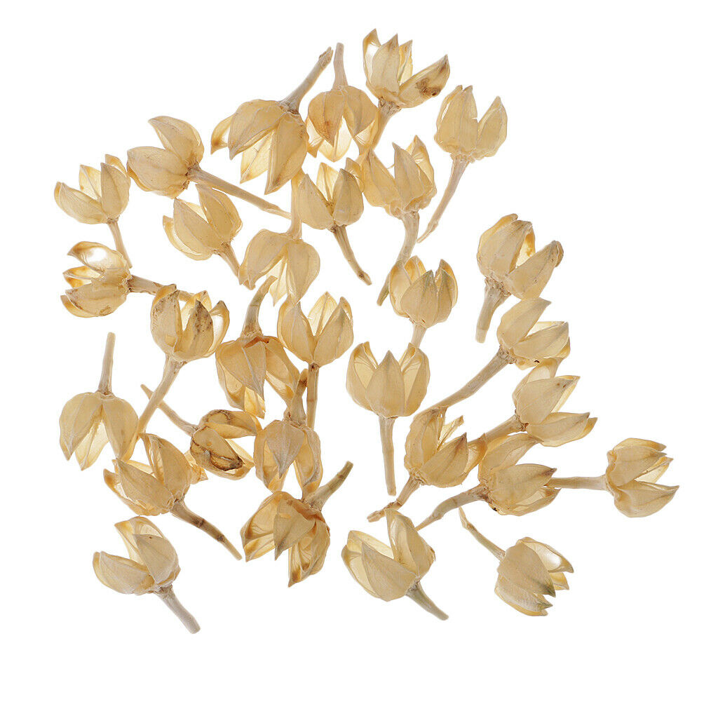 30x 2-3cm Dried Decolourize Rose Hips For Christmas Wedding Decor DIY Crafts