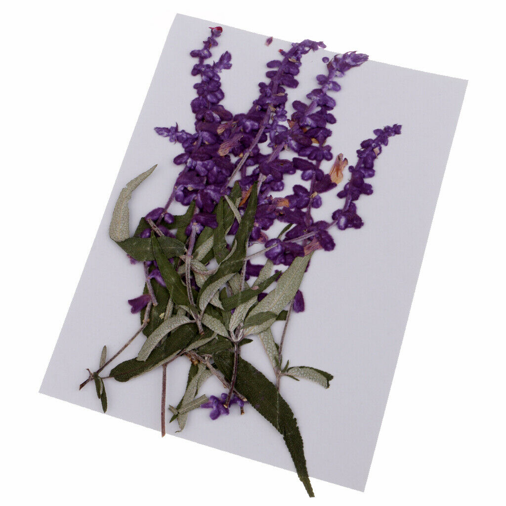 20 Pcs Dried Pressed Flowers for DIY Scrapbooking Crafts Purple Flowers