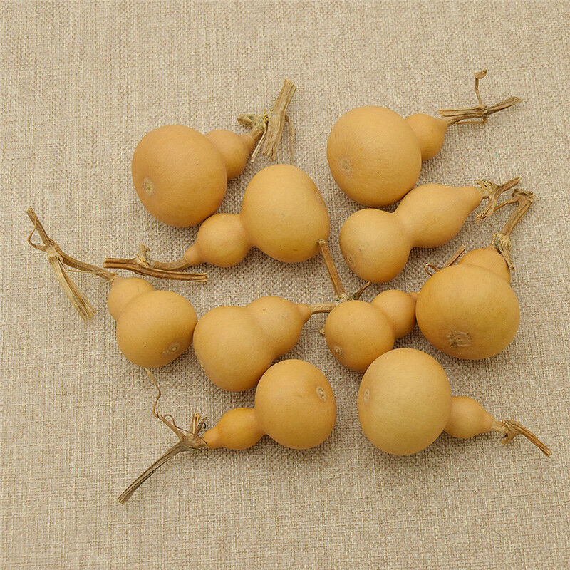 10x Miniture Hand   Gourds Natural Plante Crafts Home Gardin Decoration