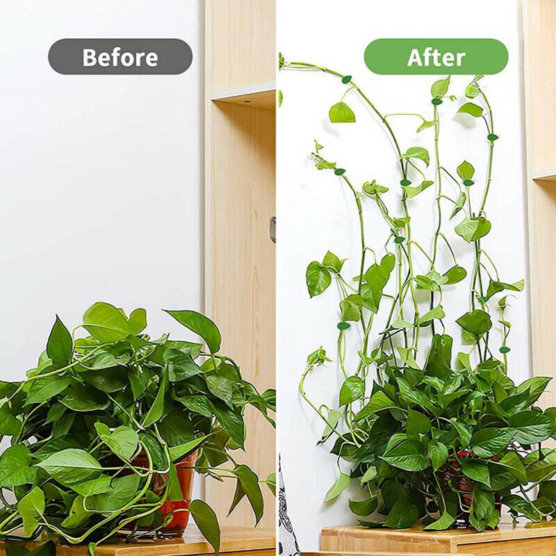 50PCS Plant Bracket Invisible Wall Rattan Clamp Clip Vine Climbing Sticky H JD
