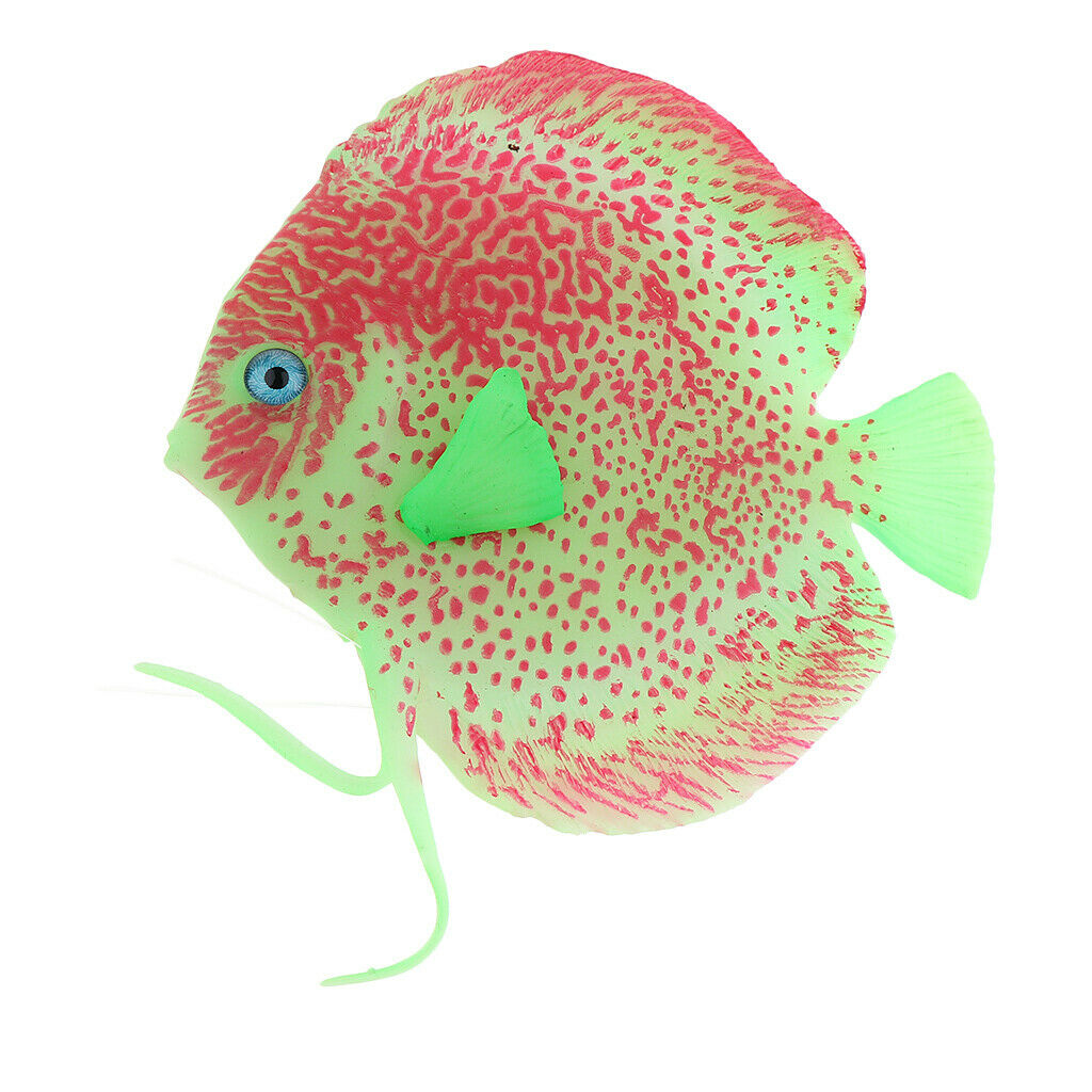 Beautiful Aquarium Angel Fish Attractive for Your Tank Safe for All Fish