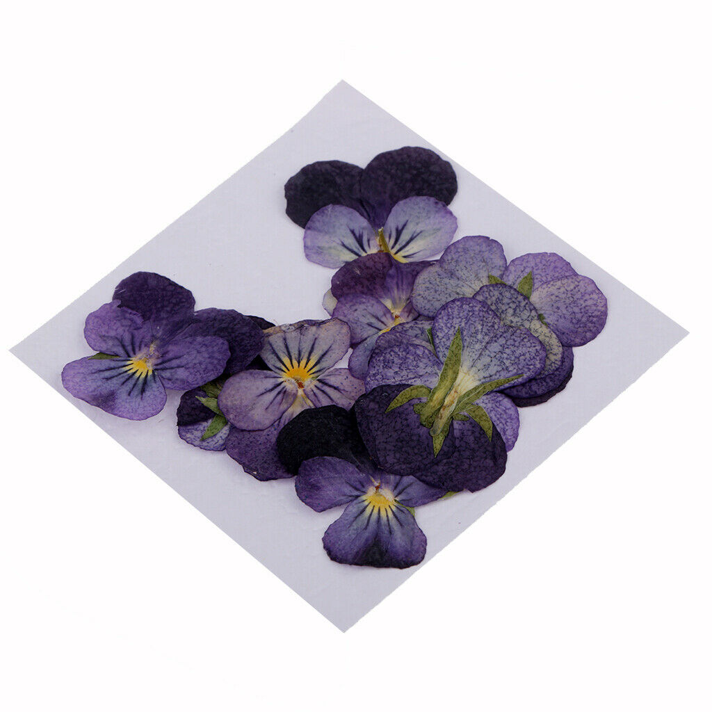 12x Pressed Real Dried Flowers Violet Flower Scrapbooking DIY Art Craft