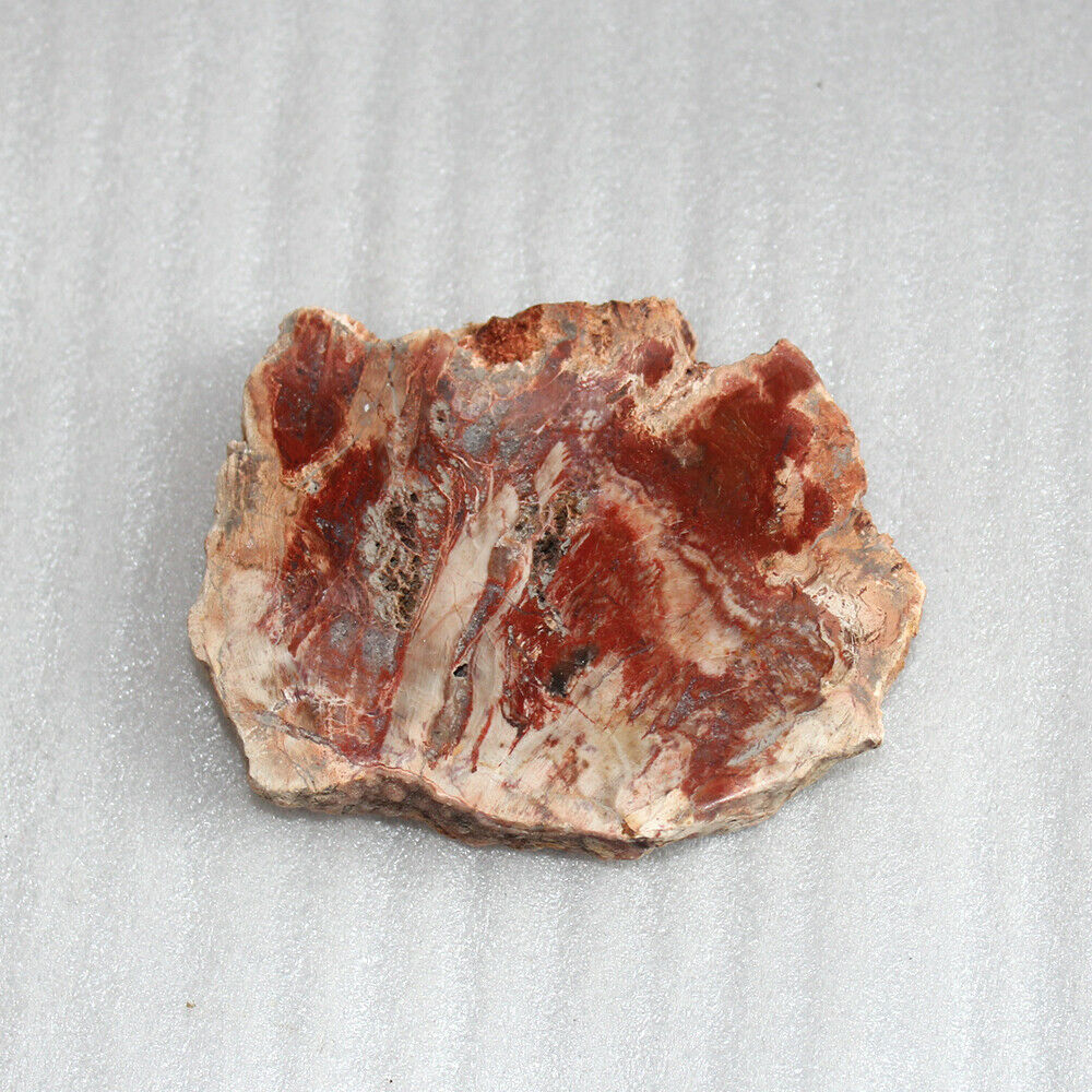 70MM Natural Wood Drink Coaster Specimen Fossil Polished Rock Madagascar