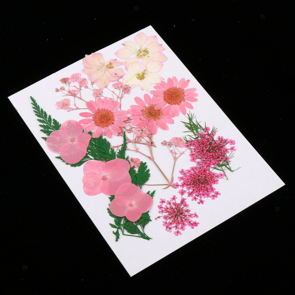 Multiple Natural Pressed Dried Flowers Mixed Leaves DIY Art