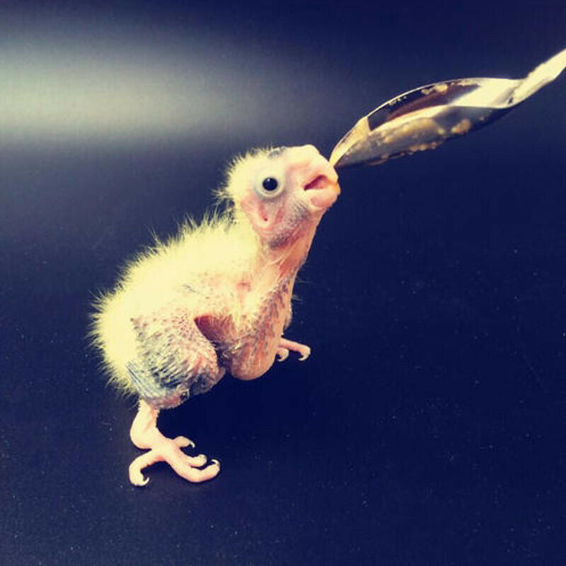 5Pc Baby Bird Pointed Feeding Spoon Stainless Steel Milk Medicine Parrot Fee CH