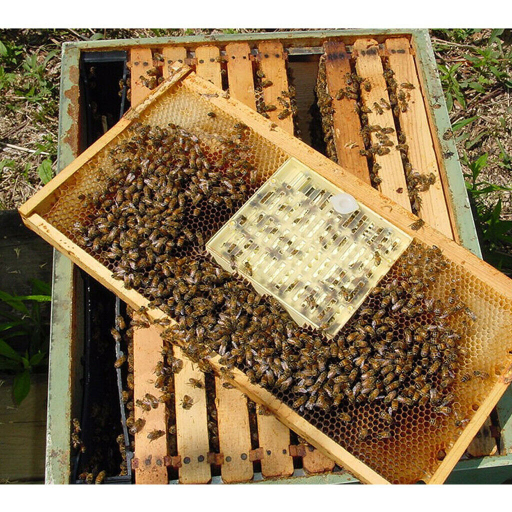 Queen Rearing Cupkit Box Cupularve System Beekeeping Tool Yellow