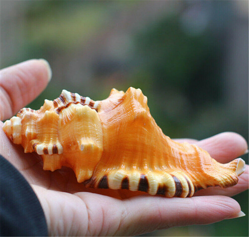 1 Piece Natural Shell 10-12 cm Black-spotted Bath Triton Shells Ornament Decors