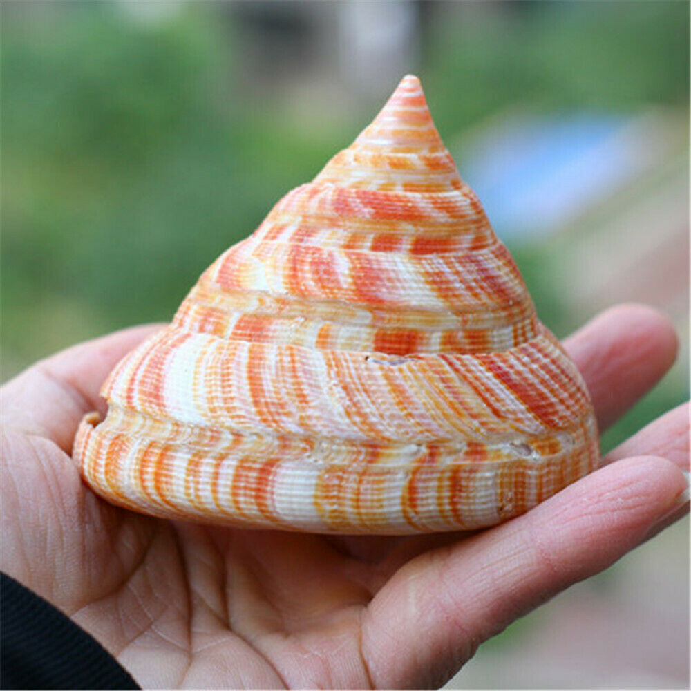 5-10cm Emperor's Slit Shell Spiral Conch Seashell Fish Tank Ornament Art Decor