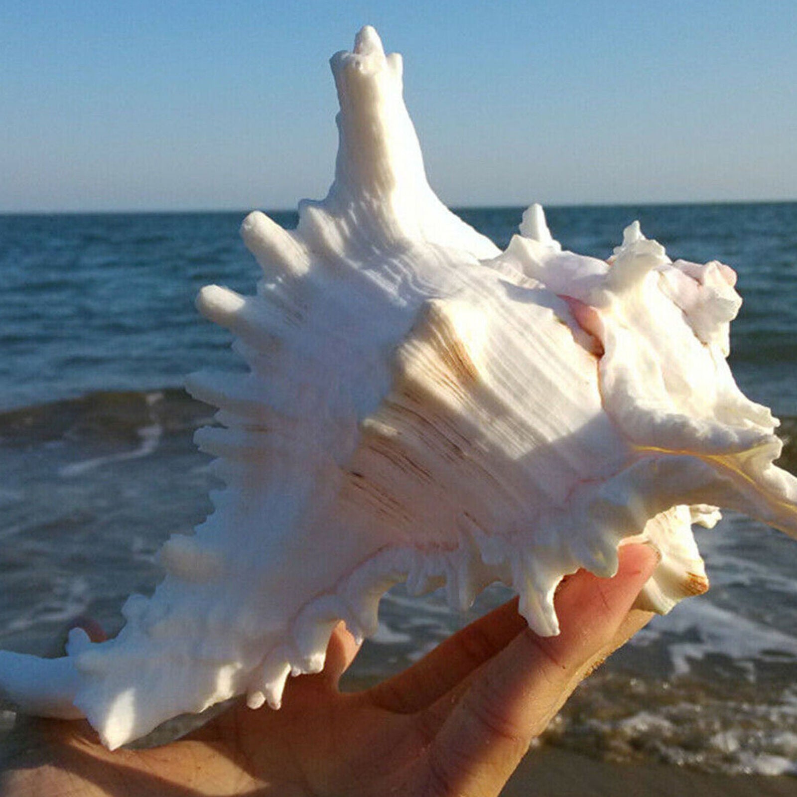 Large 15cm Natural Marine Shell Clam Conch Home Ornament Giant Sea