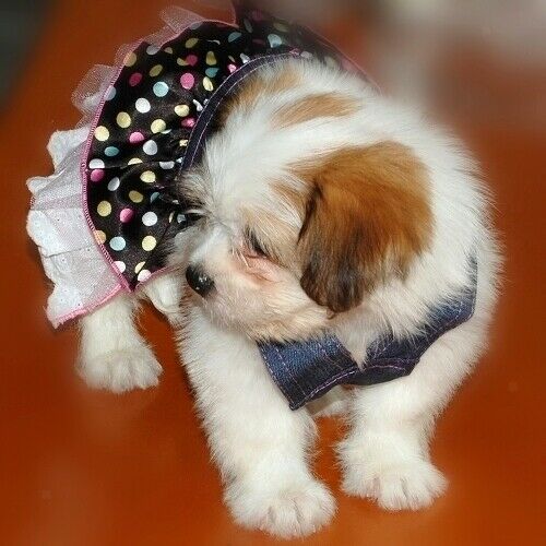 Dog Puppy Denim Dungarees Pink Heart Sequin Polka Dot Ruffle Jumper Dress XS