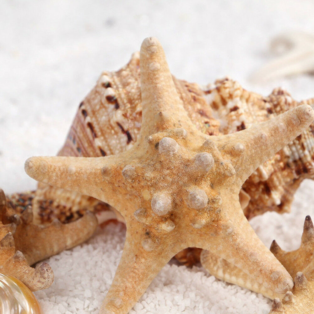 10X Natural Starfish Sea Star Shell Aquarium Fish Tank Landscape Making Decors