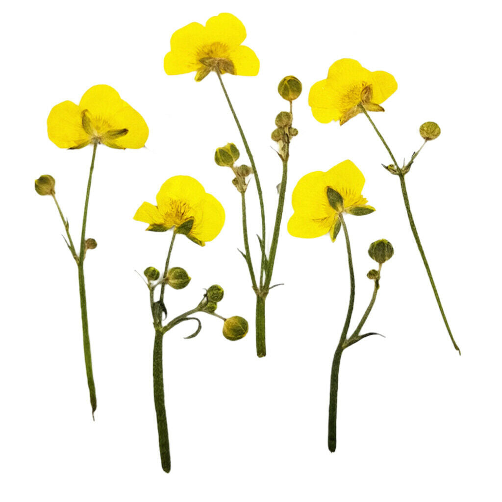 16Pcs Multi Real Pressed Leaves Dried Flower Dry Leaves Embellishments DIY