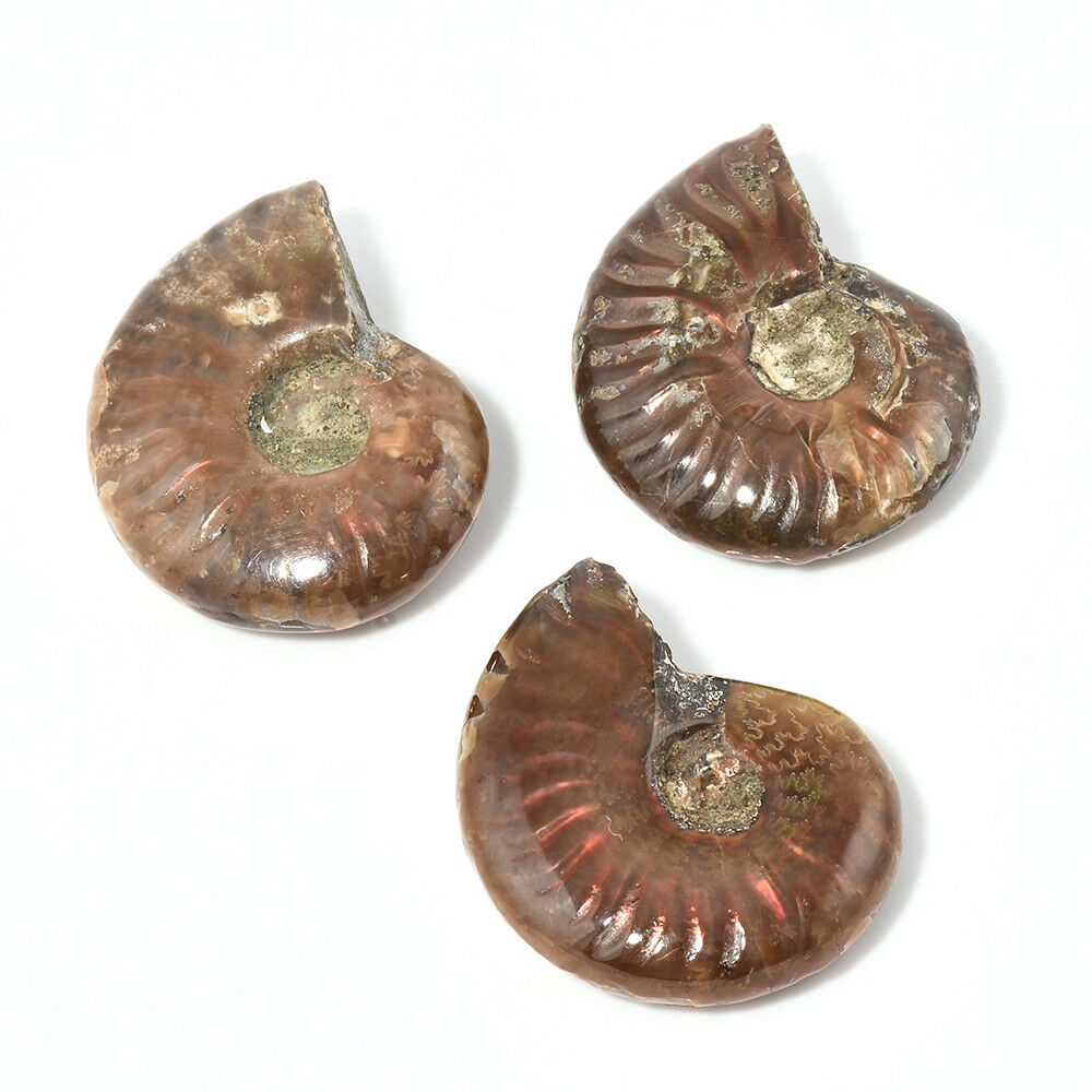 100% Natural Iridescent Ammonite Ammolite Facet Specimen Madagascar Stone Gifts