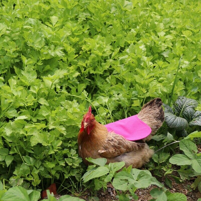 Single Strap Chicken Apron/Saddle, Feather Fix Protector for Poultry -StandardP8